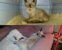 before-and-after-adoption-photos-3