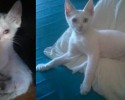 before-and-after-adoption-photos-30