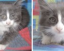 before-and-after-adoption-photos-31