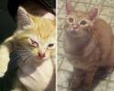 before-and-after-adoption-photos-32