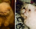 before-and-after-adoption-photos-33