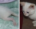 before-and-after-adoption-photos-34