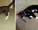before-and-after-adoption-photos-36