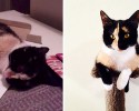 before-and-after-adoption-photos-41