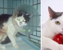 before-and-after-adoption-photos-42
