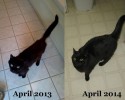 before-and-after-adoption-photos-5