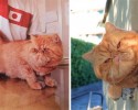 before-and-after-adoption-photos-50