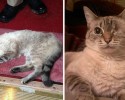 before-and-after-adoption-photos-55