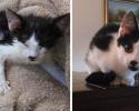 before-and-after-adoption-photos-56