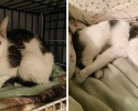 before-and-after-adoption-photos-58