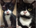 before-and-after-adoption-photos-62