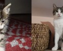 before-and-after-adoption-photos-8