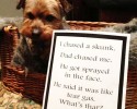dog-shaming-24