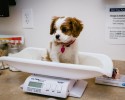 dogs-whose-trust-was-betrayed-when-taken-to-the-vet-by-surprise-11