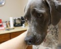 dogs-whose-trust-was-betrayed-when-taken-to-the-vet-by-surprise-12