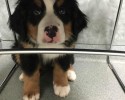 dogs-whose-trust-was-betrayed-when-taken-to-the-vet-by-surprise-13