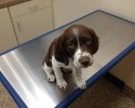 dogs-whose-trust-was-betrayed-when-taken-to-the-vet-by-surprise-17