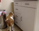 dogs-whose-trust-was-betrayed-when-taken-to-the-vet-by-surprise-19