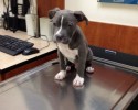 dogs-whose-trust-was-betrayed-when-taken-to-the-vet-by-surprise-21