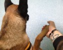 dogs-whose-trust-was-betrayed-when-taken-to-the-vet-by-surprise-5