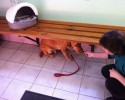 dogs-whose-trust-was-betrayed-when-taken-to-the-vet-by-surprise-7