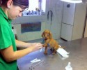 dogs-whose-trust-was-betrayed-when-taken-to-the-vet-by-surprise-8
