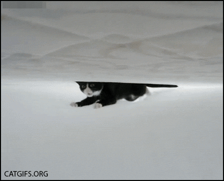 funny-animal-gifs-51 - Awesomelycute