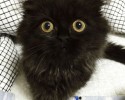 gimo-the-cat-with-the-biggest-eyes-15