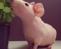 naked-guinea-pig-38
