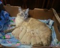 proud-cat-mamas-17