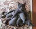 proud-cat-mamas-2