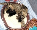 proud-cat-mamas-4