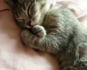 sleepy-cats-14