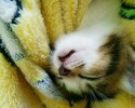sleepy-cats-35
