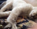 stray-kitten-adopts-himself-to-human-vell-kawasaki-hina-3