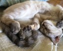 stray-kitten-adopts-himself-to-human-vell-kawasaki-hina-4