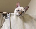 stray-kitten-adopts-himself-to-human-vell-kawasaki-hina-5