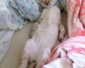 stray-kitten-adopts-himself-to-human-vell-kawasaki-hina-6