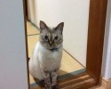 stray-kitten-adopts-himself-to-human-vell-kawasaki-hina-7