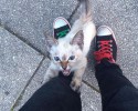 stray-kitten-adopts-himself-to-human-vell-kawasaki-hina-8