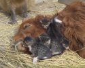 pony-cuddles-with-kittens-2