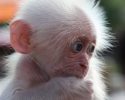 cute-baby-monkey-10