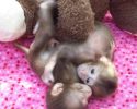 cute-baby-monkey-11