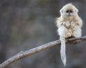 cute-baby-monkey-12