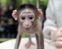 cute-baby-monkey-13