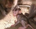 cute-baby-monkey-15