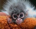cute-baby-monkey-16