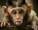 cute-baby-monkey-2