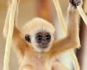 cute-baby-monkey-3