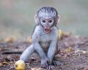 cute-baby-monkey-4